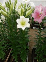 [4114 Global Village Mak No01.JPG]